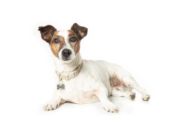 Jack Russell Terrier köpek yavrusu oturuyor (9 yaşında)