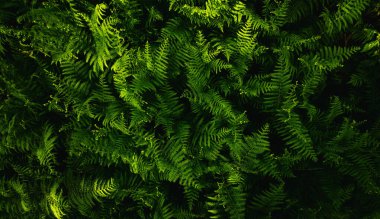 Eğreltiotu yaprakları, soyut yeşil doku, doğa arka planı