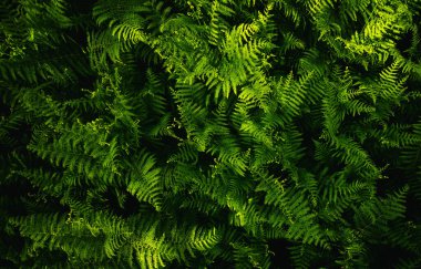 Eğreltiotu yaprakları, soyut yeşil doku, doğa arka planı