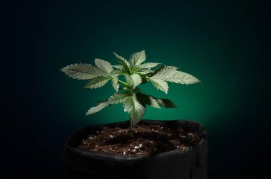 Yeşil arka planda marihuana yetiştirilir, esrar yetiştirilir