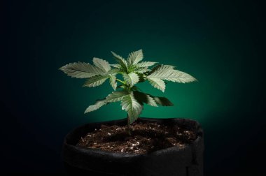 Marijuana grow in green background, cannabis plant clipart