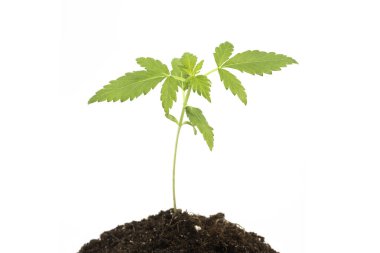 Rekreatiyomal esrar, beyaz arka planda marihuana