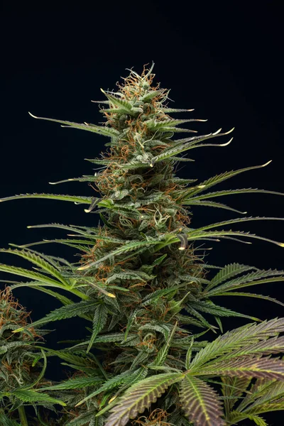 Recreatiomale Cannabis Marihuana Auto Insomnia Plant — Stockfoto