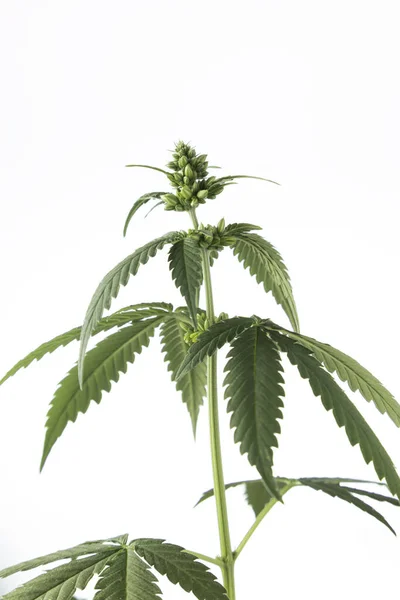 Cannabis Man Marihuana Witte Achtergrond — Stockfoto