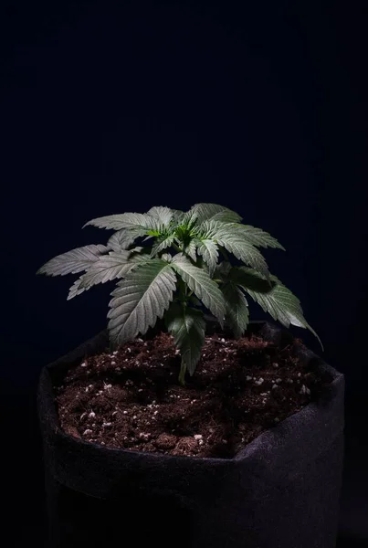 Marijuana grow in green background, cannabis plant