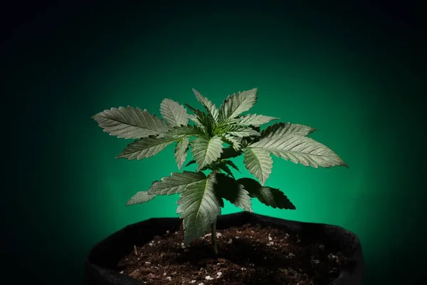 Yeşil arka planda marihuana yetiştirilir, esrar yetiştirilir