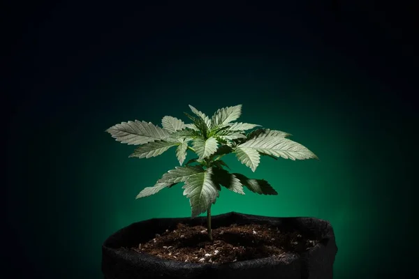 Yeşil arka planda marihuana yetiştirilir, esrar yetiştirilir