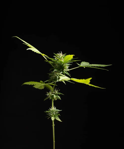 再生产大麻 种植室内大麻 — 图库照片