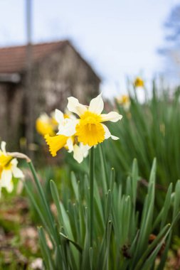 Portekiz, köyde yabani nergis çiçeği