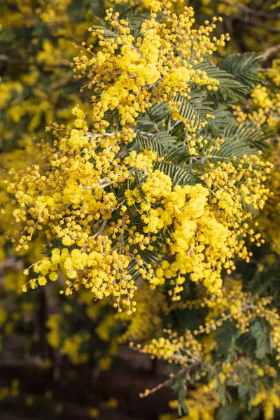 View Acacia Yellow Mimosa Viseu Portugal — Stock Photo, Image