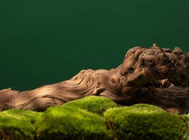 Soyut doğa sahnesi, orman konseptinde ağaç gövdesi, kozmetik, güzellik ürünü markalaşma, kimlik ve ambalaj için