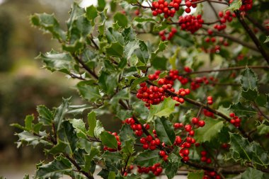 Portekiz 'de böğürtlenli kutsal bir ağacın dalı