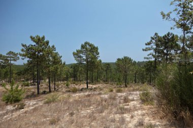 Portekiz, Comporta Alentejo 'daki Çam Ormanı