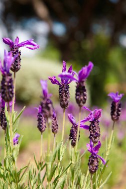 Lavanta tarlası. Taze lavanta çiçekleri. Ana odak noktası lavanta tarlasındaki lavanta çiçeği..