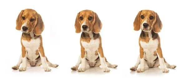 stock image Beagle puppies sitting against a white background. The adorable dogs exhibit playful and curious expressions, making this photo perfect for pet and animal-themed projects.