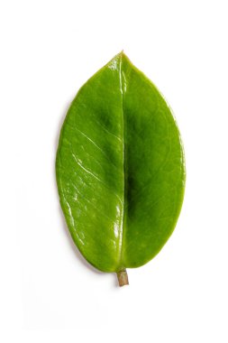 Canlı yeşil bir yaprağın, pürüzsüz, parlak yüzeyini ve ayrıntılı damarlarını gösteren makro görüntüsü. Bu yakın çekim yaprağın doğal dokusunu ve organik güzelliğini vurguluyor. Botanik ve doğa için mükemmel.