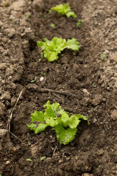 stock image Young lettuce seedlings growing in rich soil, lined up in a garden bed. This image captures the early stages of organic farming, highlighting fresh green leaves and the nurturing process of cultivating vegetables.