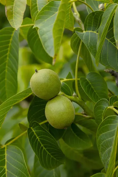 stock image Close-up of green walnuts growing on a walnut tree branch, surrounded by lush foliage. This image captures the unripe nuts in a vibrant orchard setting, showcasing the beauty of nature and organic farming.