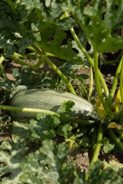 Bahçedeki yeşil yaprakların arasına yerleştirilmiş büyük bir kabak, hala bitkiye bağlı. Görüntü bu yaz kabağının büyümesini ön plana çıkarıyor. Doğal bir bahçe ortamında büyüklüğünü, dokusunu ve sağlıklı yapraklarını gösteriyor..