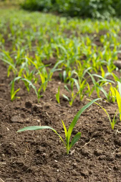 stock image  young corn plants sprouting in a well-maintained agricultural field. The fresh green leaves and rich soil highlight the early stages of growth, symbolizing the promise of a bountiful harvest in sustainable farming practices.