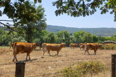 A herd of brown cows standing together in a sunlit pasture, surrounded by greenery and trees. This image captures the essence of rural life and livestock farming, ideal for agricultural and countryside-themed stock photos. clipart