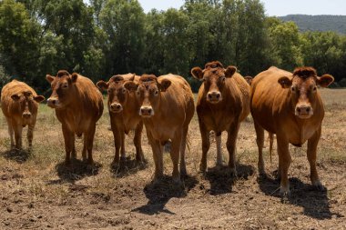 A herd of brown cows standing together in a sunlit pasture, surrounded by greenery and trees. This image captures the essence of rural life and livestock farming, ideal for agricultural and countryside-themed stock photos. clipart