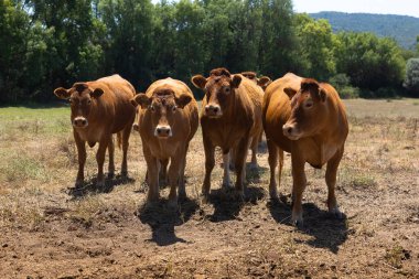 A herd of brown cows standing together in a sunlit pasture, surrounded by greenery and trees. This image captures the essence of rural life and livestock farming, ideal for agricultural and countryside-themed stock photos. clipart