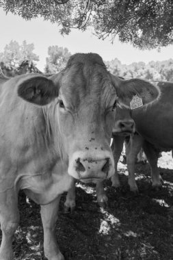 Yüzüne odaklanmış siyah beyaz bir inek portresi, burnunun etrafında sinekler olan sakin bir ifade sergiliyor. Bu görüntü kırsal tarım hayatının sakin özünü yakalıyor ve tarım temalı stok fotoğrafçılığı için mükemmel..