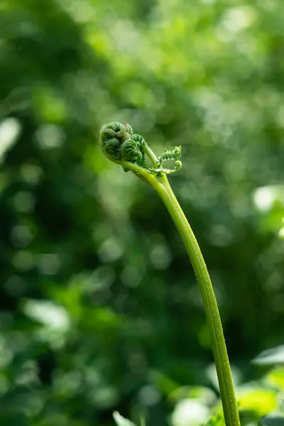 stock image A close-up image of a young fern shoot unfurling, showcasing its intricate spiral form. The background features a vibrant, blurred green, emphasizing the fresh growth and beauty of nature.