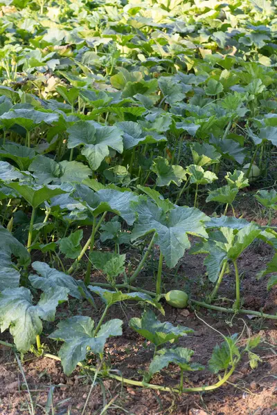 stock image A thriving vegetable garden filled with lush zucchini plants and large green leaves. This image captures the essence of organic farming and healthy food cultivation in a vibrant outdoor setting.