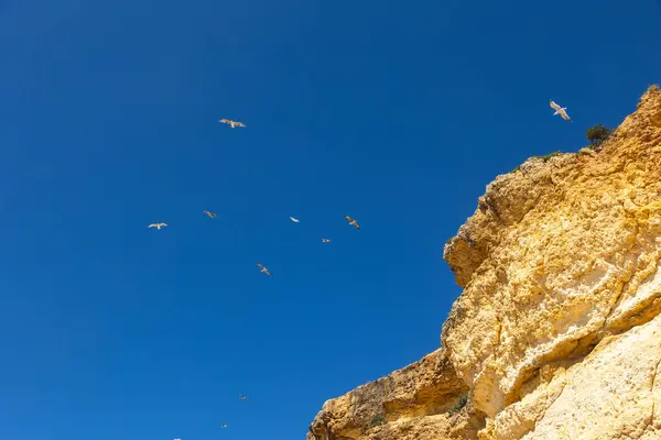 stock image A stunning coastal scene of Algarve, Portugal, showcasing the region's famous golden sandstone cliffs under a bright blue sky. Seagulls soar overhead, embodying the serene beauty of southern Portugal.