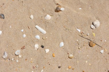 Dağınık deniz kabuklarıyla kumlu bir sahilin yakın görüntüsü, kıyıların doğal güzelliğini ve dokusunu yakalıyor. Fotoğrafçılıkta yazı, doğayı ya da kıyı ortamlarını temsil etmek için ideal.