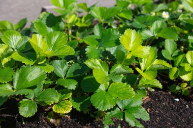 Bahçede yetişen sağlıklı yeşil çilek bitkilerinin yakın plan görüntüsü. Yapraklar canlı, güneş ışığını yansıtıyor, ve toprak zengin görünüyor, bitkilerin canlılığını ve doğal güzelliğini vurguluyor..