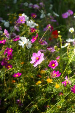 Pembe, mor, beyaz ve sarı tonlarıyla tam çiçek açmış renkli kozmos çiçekleri. Yumuşak güneş ışığı kır çiçeklerinin doğal güzelliğini arttırır.