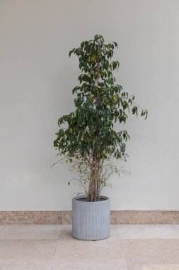 Tarafsız bir arkaplana karşı modern gri bir saksıdaki incir ağacının minimalist bir fotoğrafı. Temiz ve basit kompozisyon bitkinin yemyeşil yeşilliğini ve şık ot tasarımını vurguluyor..