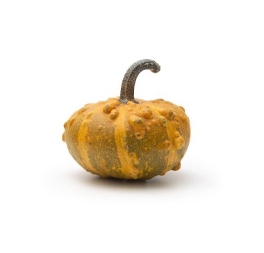 Engebeli dokusu, sarı ve yeşil renkleri ve kıvrımlı bir gövdesi olan küçük dekoratif bir su kabağının yakın çekimi. Beyaz arka planda izole edilmiş, sonbahar veya hasat temalı tasarımlar için mükemmel.