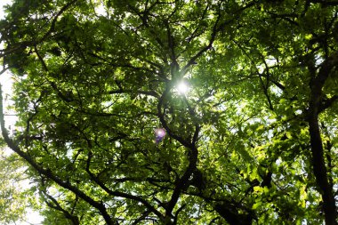 Portekiz, Sintra 'da çekilen, yoğun yeşil yaprakların arasından süzülen güneş ışığı. Huzurlu ve canlı bir doğa sahnesi doğal güzelliği ve huzurlu atmosferi sergiliyor..