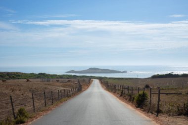 Sahile giden kırsal yol, çitli tarım arazileri ve mavi gökyüzünün altında otlayan ineklerle dolu. Arka planda Pessegueiro Adası manzarası, yumuşak güneş ışığıyla yıkanmış..