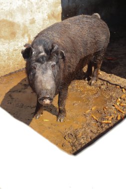 Güneş ışığı altında çamurlu bir ağılda duran siyah domuz. Kıvırcık saçlı çiftlik hayvanının yakın çekimi, kameraya bakıyor. Doğal tarım koşullarını ve dokularını gösteren kırsal çiftlik hayvanları sahnesi.
