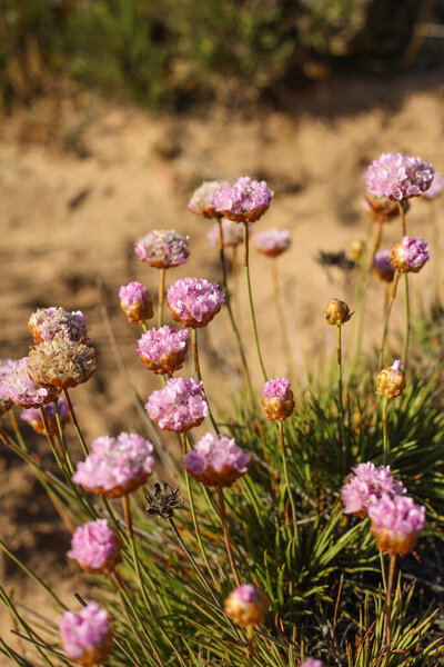 Крупный план дико-розовой морской бережливости (Armeria maritima), цветущей вдоль побережья Коста-Висентины, Португалия. Прибрежная флора прекрасно контрастирует с песчаной почвой при естественном освещении.