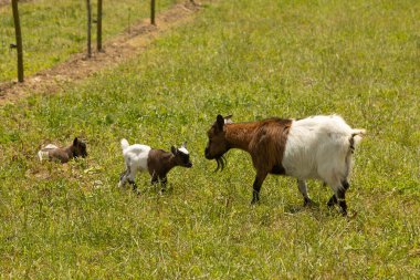 Anne keçi çimenli bir tarlada yürüyor ve ardından üç sevimli keçi yavrusu geliyor. Sahne, yemyeşil bir otlağın üzerinde hareket eden hayvanların güneşli kırsal bir anı yakalar..