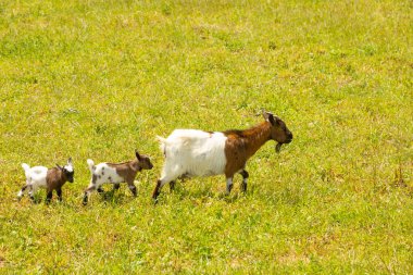 Anne keçi çimenli bir tarlada yürüyor ve ardından üç sevimli keçi yavrusu geliyor. Sahne, yemyeşil bir otlağın üzerinde hareket eden hayvanların güneşli kırsal bir anı yakalar..