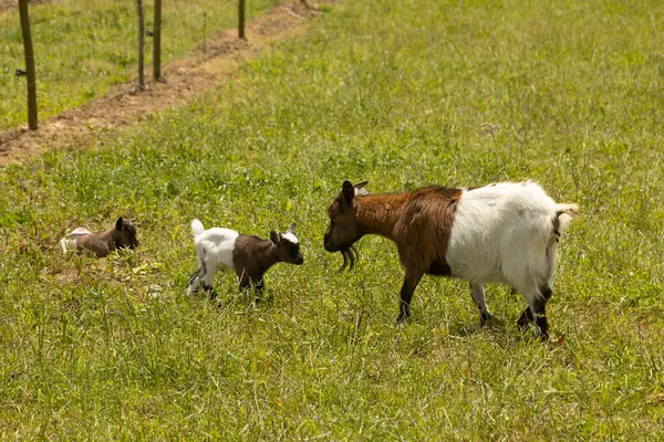Anne keçi çimenli bir tarlada yürüyor ve ardından üç sevimli keçi yavrusu geliyor. Sahne, yemyeşil bir otlağın üzerinde hareket eden hayvanların güneşli kırsal bir anı yakalar..