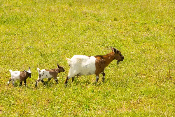 Anne keçi çimenli bir tarlada yürüyor ve ardından üç sevimli keçi yavrusu geliyor. Sahne, yemyeşil bir otlağın üzerinde hareket eden hayvanların güneşli kırsal bir anı yakalar..