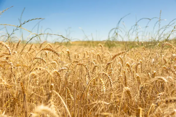 Güneşli bir yaz gününde açık mavi gökyüzünün altında altın buğday tarlası. Rüzgarda sallanan olgun tahıl ürünlerinin yakın plan görüntüsü tarımı, hasat mevsimini ve kırsal tarım arazisini temsil ediyor..