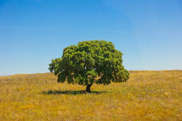 Tek başına yeşil bir ağaç, açık mavi bir gökyüzünün altında, altın çimenli bir tarlanın ortasında duruyor. Güneşli bir günde huzurlu kırsal alan, doğal güzellik ve sakin bir atmosfer..