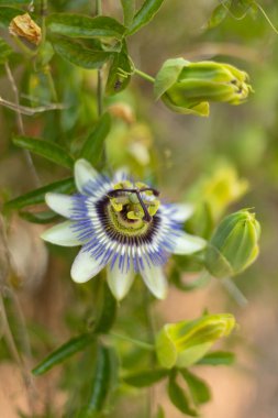 Çiçek açan güzel bir tutku çiçeğinin (Passiflora) yakın çekimi, açık havada tomurcuklar ve yeşil yapraklarla çevrili karmaşık mor, beyaz ve yeşil detaylarını göstermektedir..