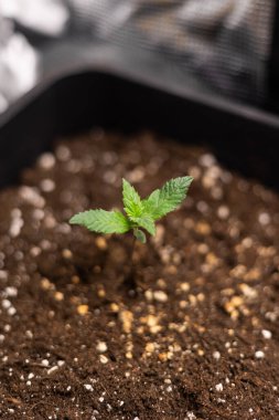 Genç yeşil tohum, besin açısından zengin bir çömleğin içinde büyüyor. Doğal ışıklandırma, büyümeyi, sürdürülebilirliği ve yeni başlangıçları sembolize eden kapalı bahçıvanlık kavramı