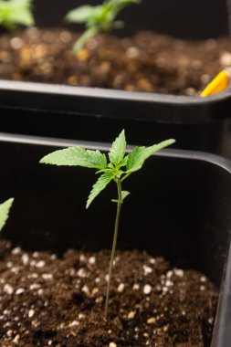 İçerideki besin değeri yüksek topraklarda yetişen küçük kenevir filizleri. Genç yeşil yapraklar simetrik olarak yayılıyor. Etrafı karanlık topraklarla çevrili. Havacılık için beyaz perlit, kontrollü tarım koşulları altında..