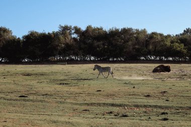 Bir bufalo arka planda dinlenirken Zebra açık çayırlarda koşuyor. Açık gökyüzünün altında ve ufukta ağaçlar olan doğal yaşam ortamında vahşi yaşam davranışları.
